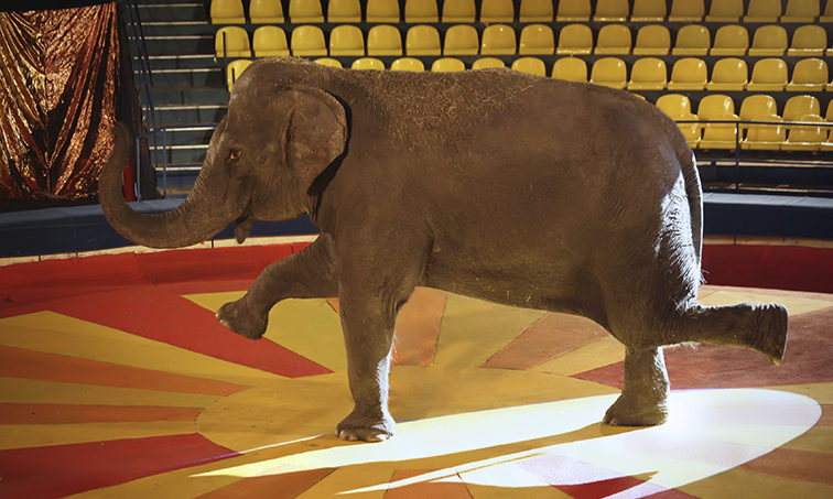 Un elefante en un circo (Istock)
